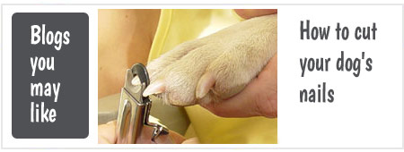 When and how to cut your dog's nails
