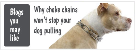 Choke Chains Why they wont stop your dog pulling on the lead