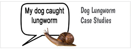 Dog Lungworm Case Studies