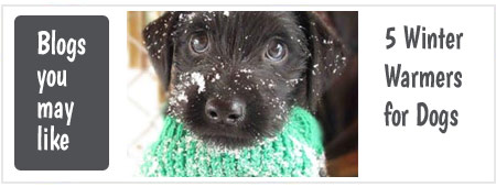 5 Winter Warmers for Dogs