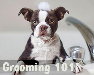 How to groom your dog at home