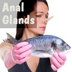 How to empty your dog's anal glands