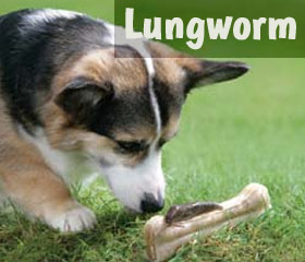 Lungworm in dogs