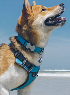 Red Dingo Blue Padded Dog Harness