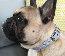 grey dog collar with yellow dots