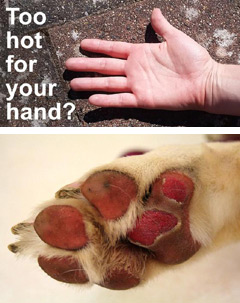 burnt dog paw
