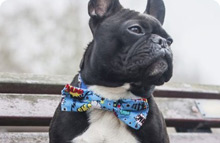 Dog Bow Ties