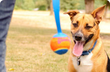 Dog Ball Launchers