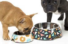 Dog Bowls & Feeders