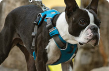 Dog Harnesses