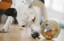 Interactive & Dog Treat Toys