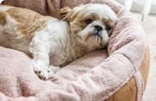 Bolster & Donut Dog Beds