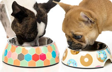 Funky Dog Bowls