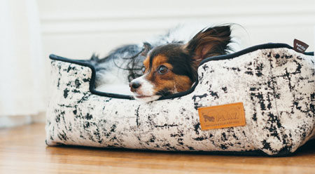 PLAY Celestial Night Sky Lounge Dog Bed