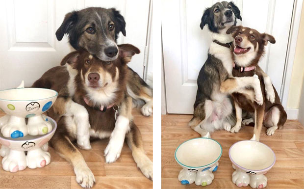 personalised dog bowls on feet