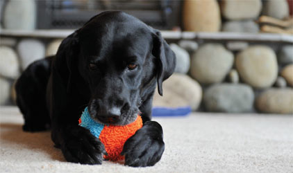 Chuckit Indoor Soft Dog Ball