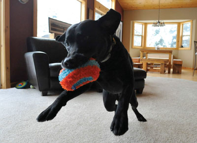 chuckit indoor roller