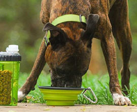 collapsible dog travel cup