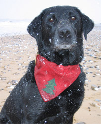 Christmas Dog Bandana