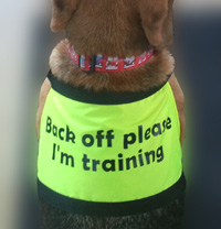 dog in training vest