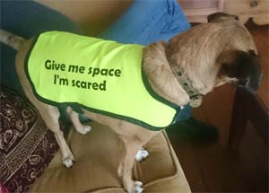 dog warning message jacket