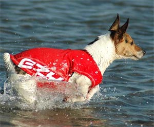 dog rash vest for sun protection