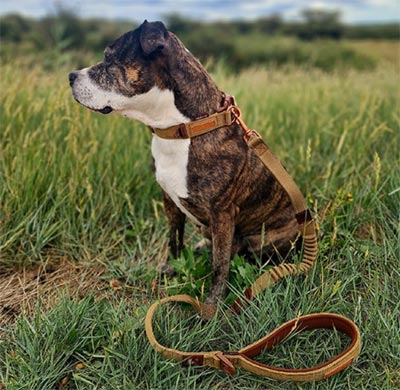 New EzyDog Corduroy dog collar and lead
