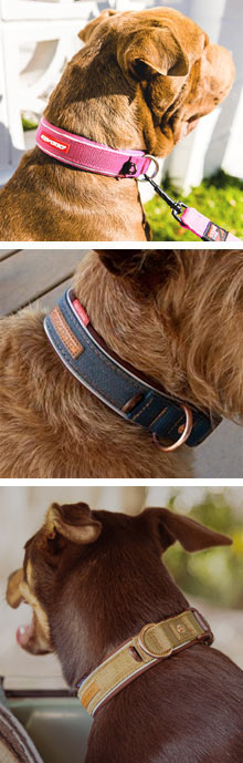 EzyDog Neo Classic dog collar