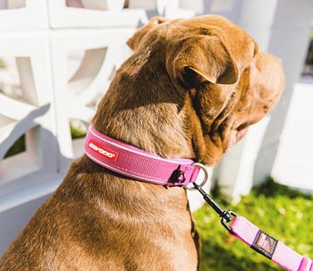 EzyDog Pink Dog Collar