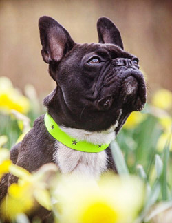 galaxy neon leather dog collars