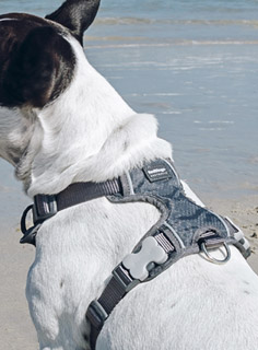 Red Dingo Grey Padded Dog Harness