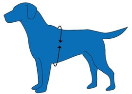 Measuring your dog for a Halti Walking harness