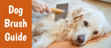 The best dog brush guide