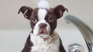 How to Groom Your Dog at Home