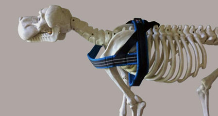 H-Harness v Norwegian Dog Harness