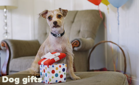 Dog gifts and presents