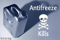 antifreeze kills