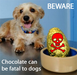 chocolate is poisonous to dogs