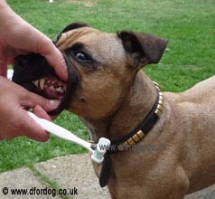 how to clean a dog's teeth