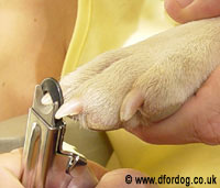 Cutting a dog's claws