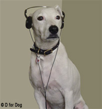 deaf dog