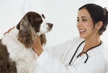 dog and vet