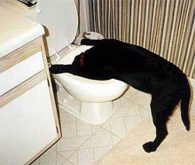 dog being sick in the toilet