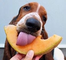 dog eating fruit