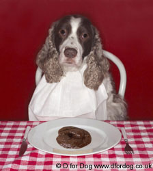 Dogs Who Eat Poo - Coprophagia