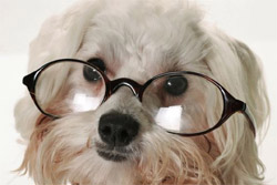 dog in glasses