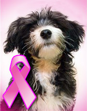 dog mammary cancer