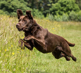 walking dog off lead