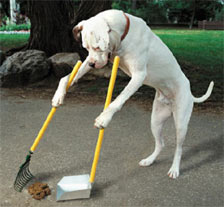 pick up your dog's poop quickly to stop them eating it