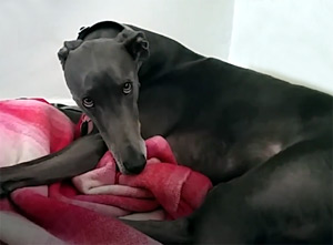Ex-racer greyhound Blue relaxing at home